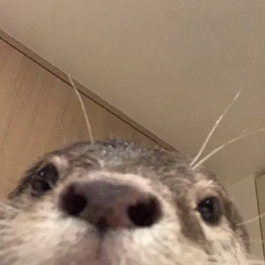 Profile image of でぃの