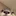 でぃの