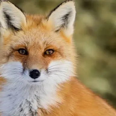 Profile image of 여우