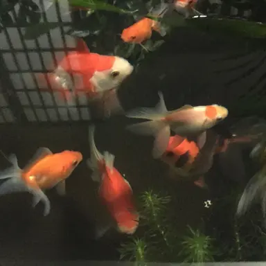 Profile image of 안건우