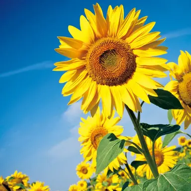 Profile image of コハル