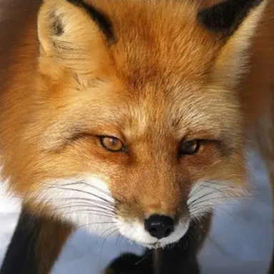 Profile image of 여우