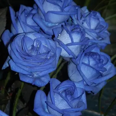 Profile image of 파이브