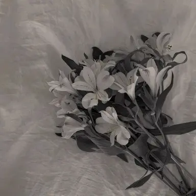 Profile image of 시미베