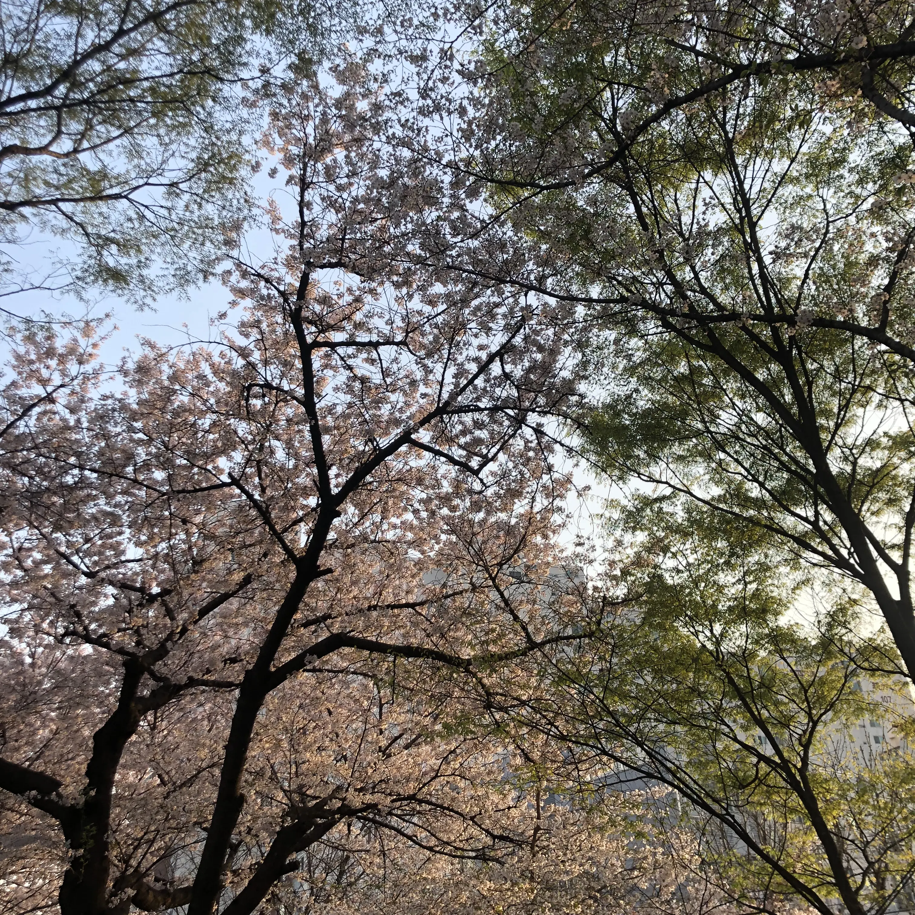IllFatty9389의 크루 중학교!