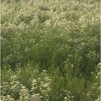 Profile image of 공룡