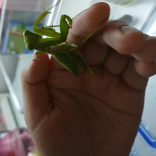 사마귀