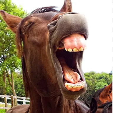 Profile image of 쟝