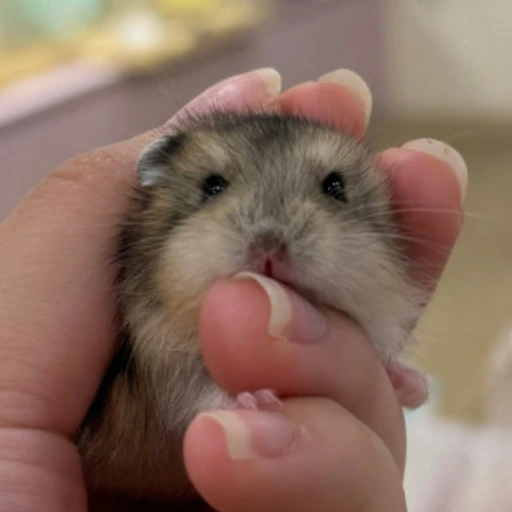 두부