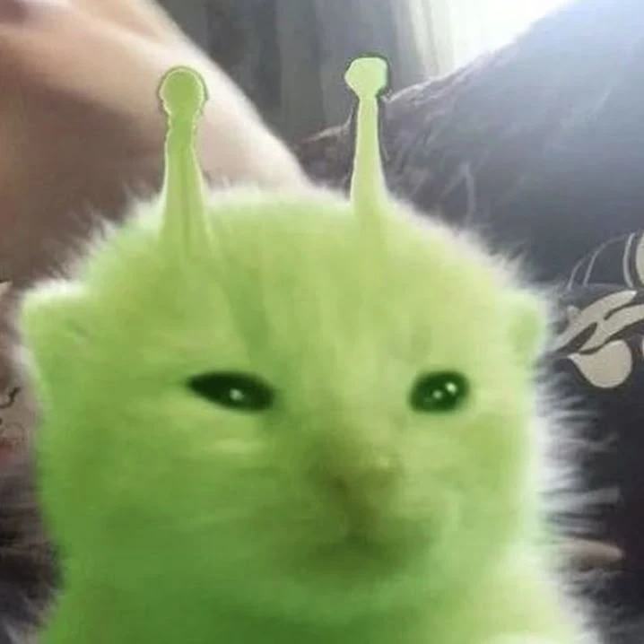 삐슝빠슝 캣