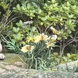 Profile image of 佐野晶哉