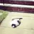 고양이