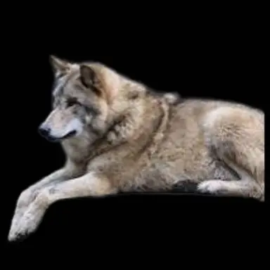 Profile image of 늑대