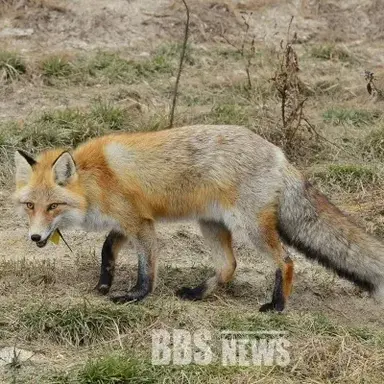 Profile image of 여우