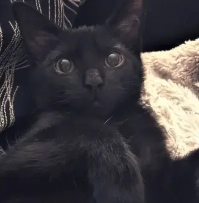 YummySteel5463의 Familia heroica