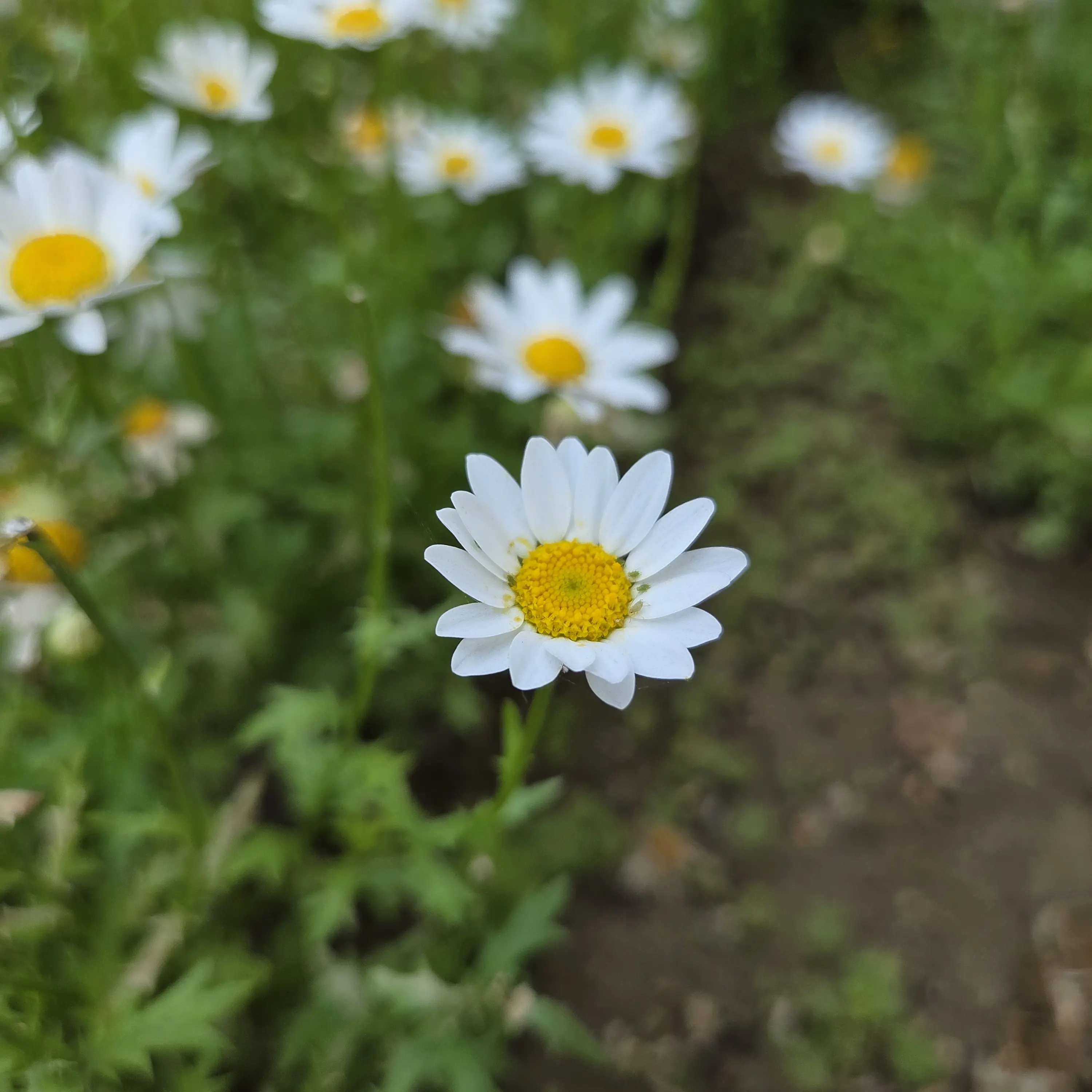 heart_white_cat의 여우..와 학교 선남이민유