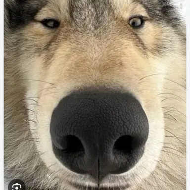 Profile image of 늑대