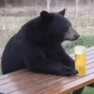 Profile image of Bear.