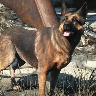 Profile image of Dog meat