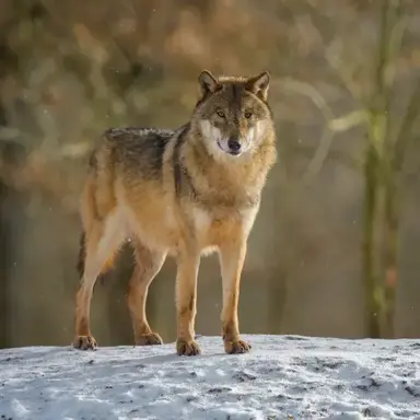 Profile image of 늑대