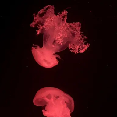 Profile image of 라더