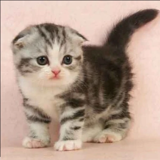 아기 고양이 나나(토토야 사랑해님 참고)