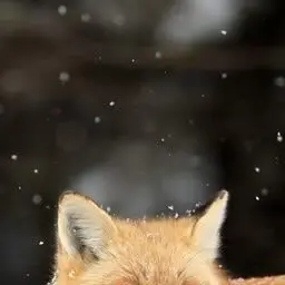 Profile image of 이랑