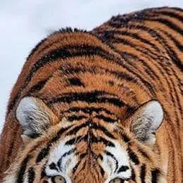 Profile image of 천무영