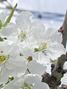 timotimo333의 桜桃