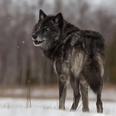 Profile image of Corvus