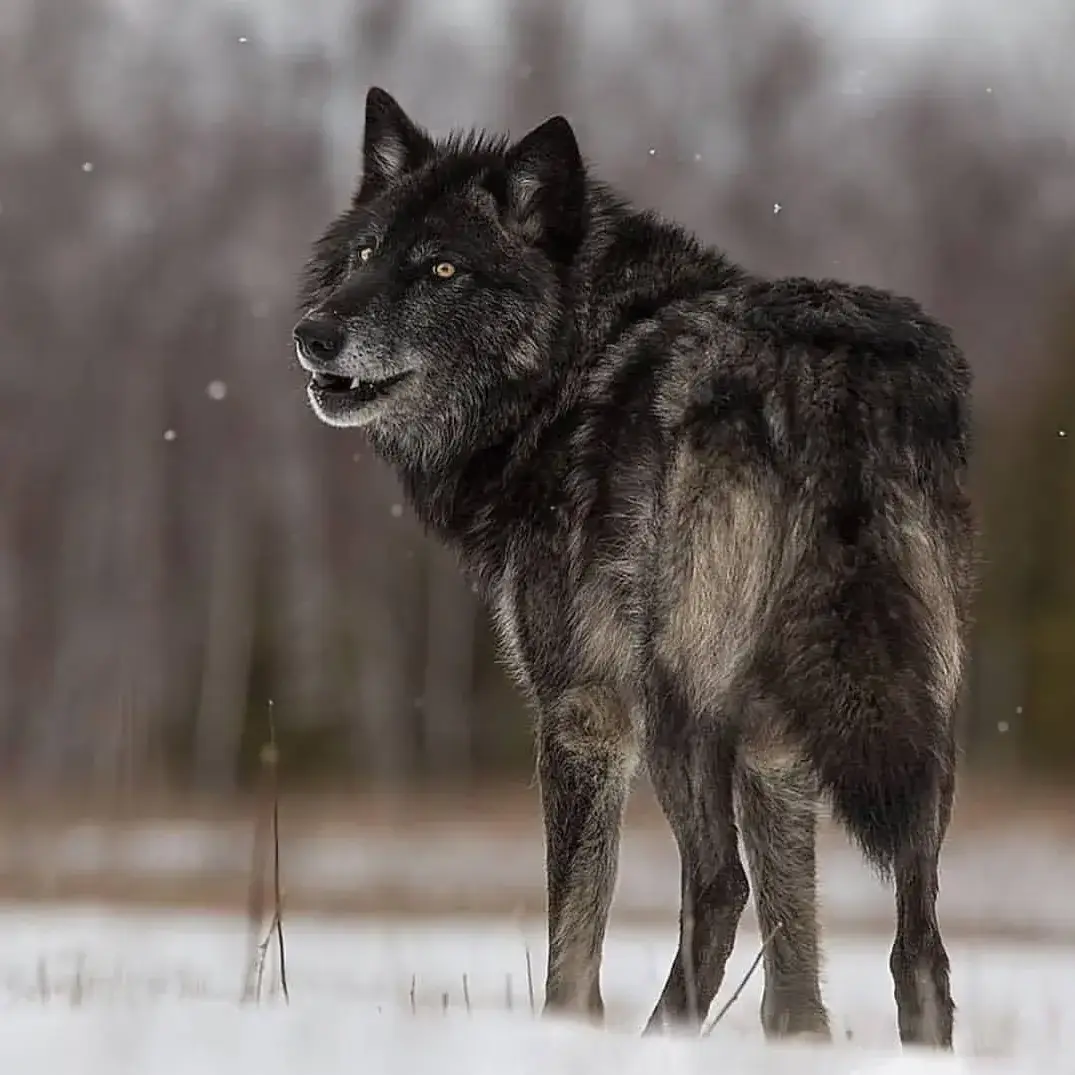 recreati0nal의 Two Wolves at the Edge