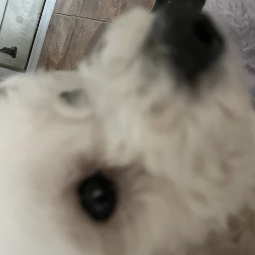 강아지