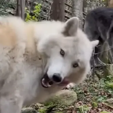 Profile image of 늑대