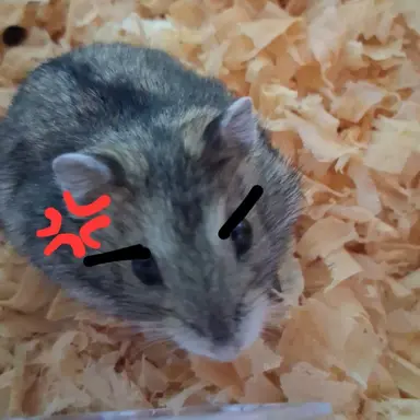 Profile image of 화난 찹츄