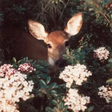 Profile image of セブルス