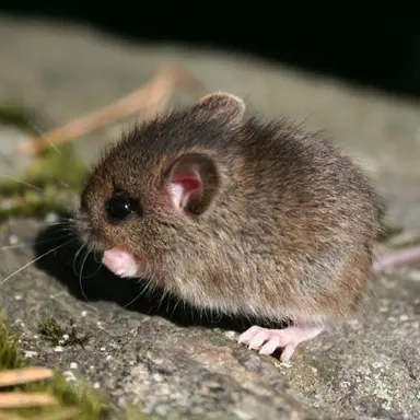 Profile image of ピーター