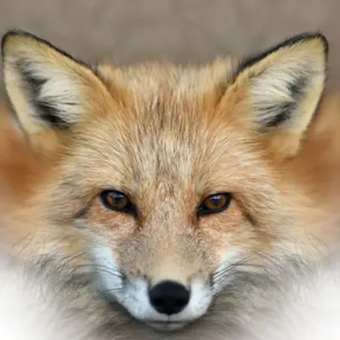 Profile image of 불꽃여우 쿠키