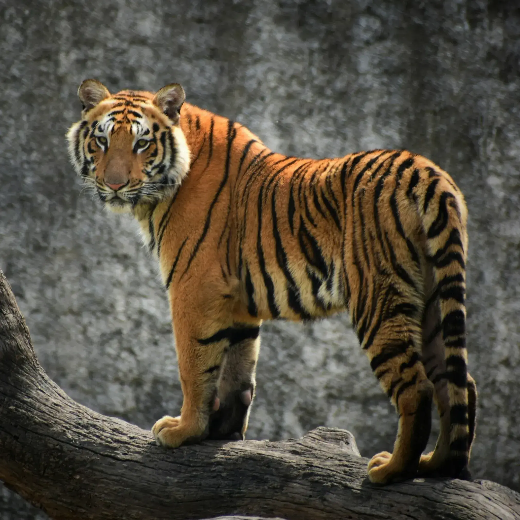 StiffAngel2068의 The Bengal