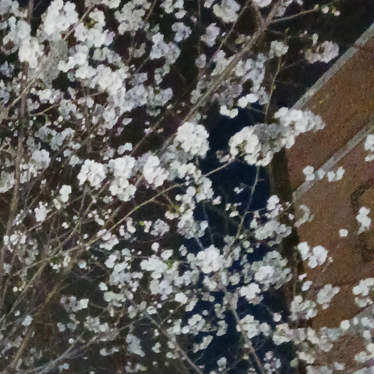 픽셀리