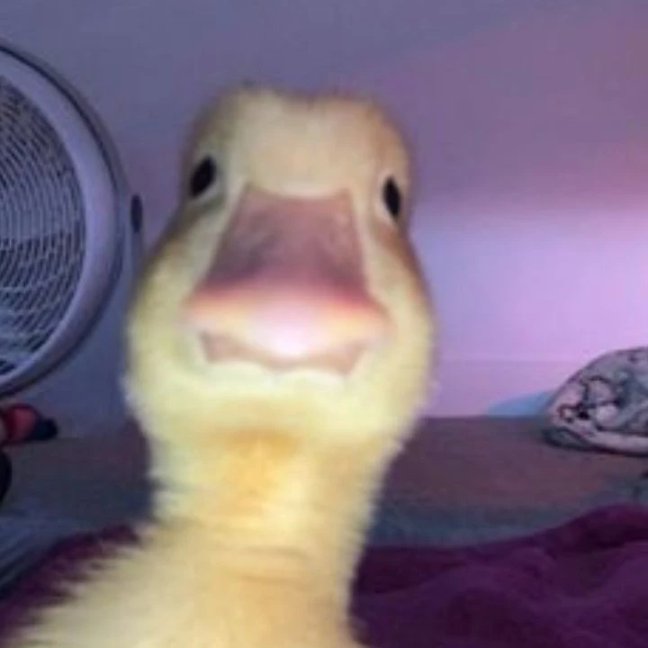 보아핸콕