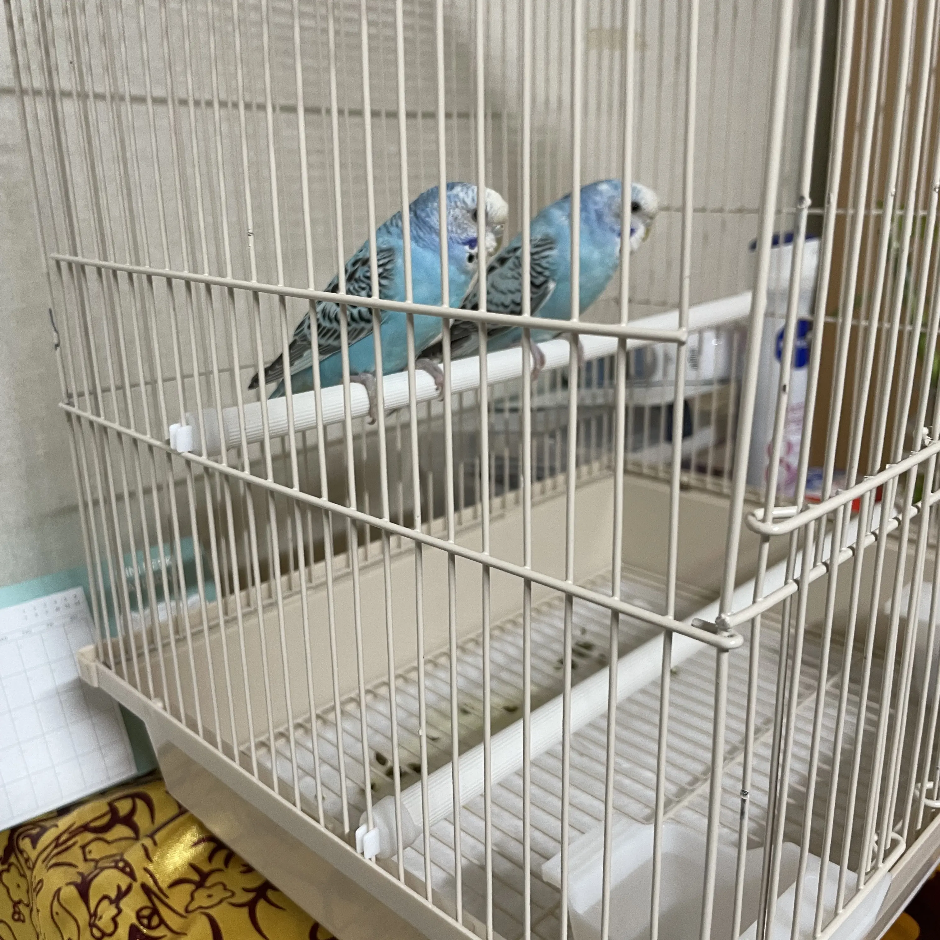 WiseHeron1458의 래절래(비밀시리즈3)