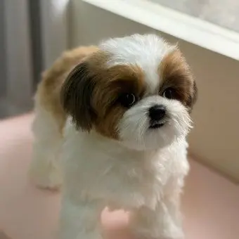 Profile image of 시콩
