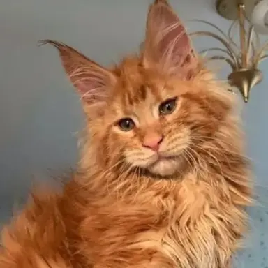 Profile image of 베크