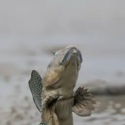 Profile image of 여우년