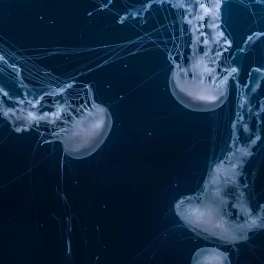 Profile image of 정 해온