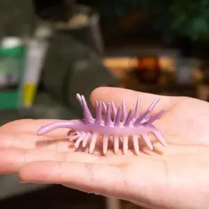 Profile image of 硯駈