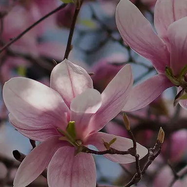 Profile image of 데온 하르트