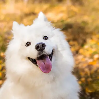 Profile image of Shiro
