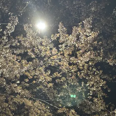 Profile image of 도톨