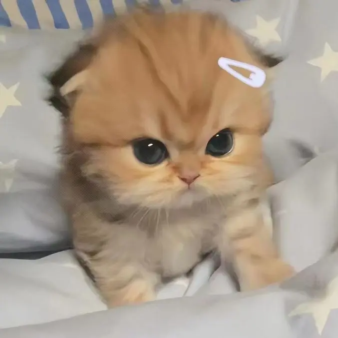 OHOH7I7I의 쪼코